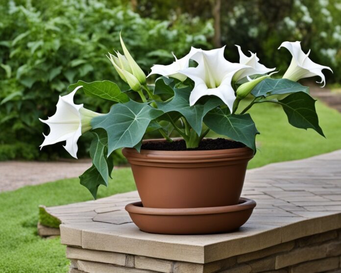 Kwitnaca-datura-w-ogrodzie Kwitnąca datura w ogrodzie.